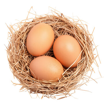 recommend clip art: Natural Birds Nest with Egg Cutout