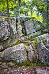 Tree, Root and Boulder