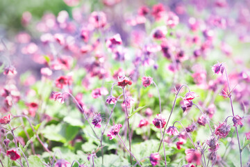Fototapeta premium Nature background with spring flowers. Selective and soft focus. Close up.