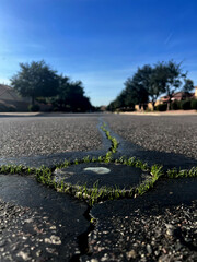 A compelling low-angle view of grass sprouting through a crack in an asphalt road. This image symbolizes nature's tenacity and ability to thrive in unlikely places.