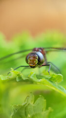fly on leaf