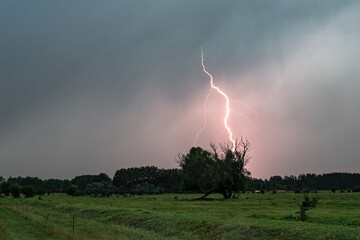 A lightning bolt strikes behind a row of trees in a rural landscape