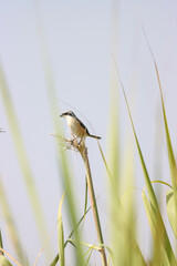 This striking photograph captures a Long-tailed Shrike bird perched on a branch, showcasing its distinctive long tail and vivid plumage against a natural, scenic backdrop. Long-tailed Shrike Perched