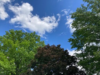 Fototapeta premium trees and sky in summer