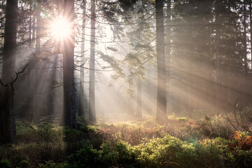 beautiful sunrise in misty forest