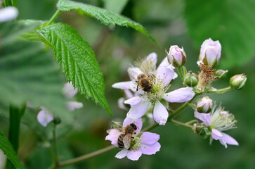 bee on a flower