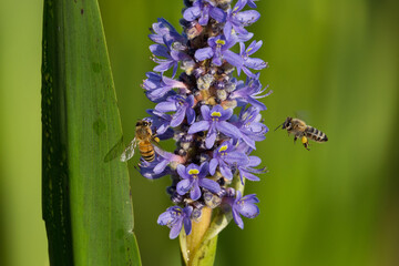 Bees and Pickerelweed