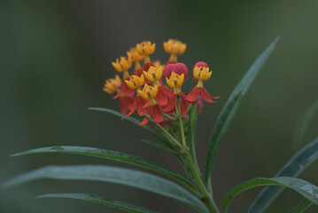 Milkweed