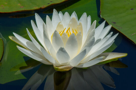 Water-Lily
