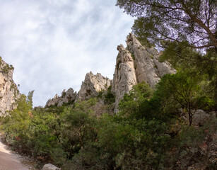 Fototapeta premium Mediterranean pine trees growing on white limestone rocks and cliffs in Calanques National Park, Provence, France.