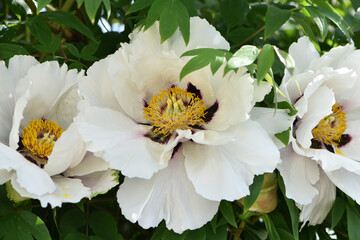 Peony flower. large white flowers with green leaves. delicate white peony flowers with yellow pollen inside, blooming in the garden. beautiful multi-colored peony, macro close-up background. open