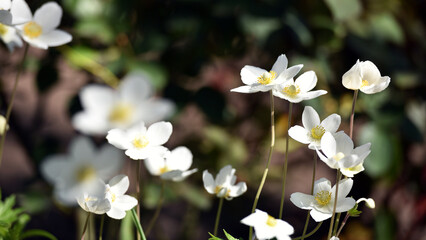 Anemone sylvestris. delicate flowers in the garden, in the flowerbed. floral background. beautiful delicate Anemone sylvestris. white flowers on a natural background. close-up. sunlight. spring season