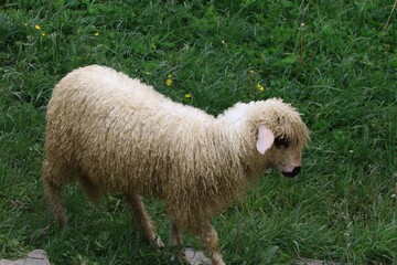 Sheep livestock grazing on the hill (ovis aries)