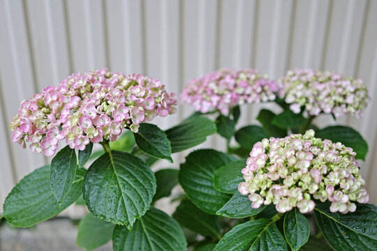 Hydrangea variety Aisha flowers close up