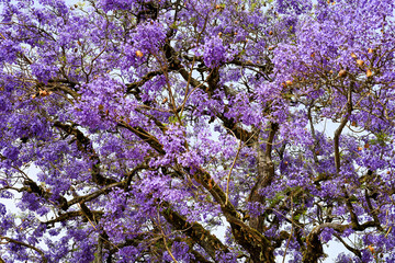 Jacarand&aacute; em flor 