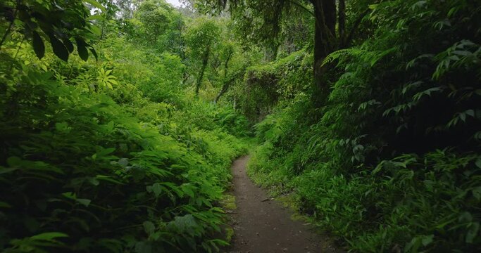 Path in the tropical forest in Bali. Nature background of a rainforest. 