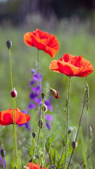 Obraz premium poppies. delicate petals of red poppies in the sun. background with red poppy flowers. Beautiful red poppy flower and buds isolated on a light background. wild flower, beauty in nature. close-up