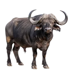 Fotobehang Realistic cape buffalo with detailed fur and horns, cut out against a transparent backdrop © nsit0108