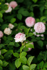 Bush of pink roses in watercolor shades. Growing flowers in the garden as a hobby. Summer mood.