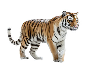 Fototapeta premium Bengal tiger walking on a transparent background