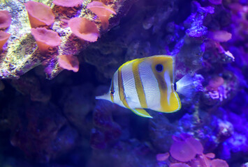 Beaked coral fish with blur coral on rock background in marine aquarium tank. Side view.