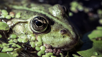 Marsh frog, frog eyes, Pelophylax ridibundus, in nature habitat. Wildlife scene from nature, green animal in water. Beautiful frog in dirty water in a swamp. amphibian close-up