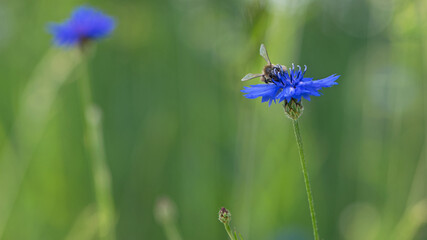 bee on flower Cornflower, Centaurea cyanus Rare flower of Arable Fields. insect collects honey. blue wildflowers, natural floral background. blurred background. summer meadow flower. selective focus