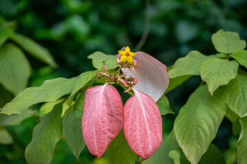 Mittelamerika Honduras, El Salvador, Wilde Tiere, Natur, Pflanzen, Reisen, Travel