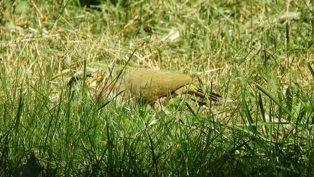 the green woodpecker bird has breakfast with ant eggs (pupae, larvae) in a park clearing and fights off the attacks of ants protecting an anthill on a sunny day