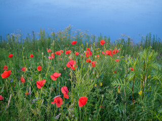 Łąka z makówkami na brzegu zbiornika z wodą