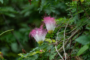 Mittelamerika Honduras, El Salvador, Wilde Tiere, Natur, Pflanzen, Reisen, Travel