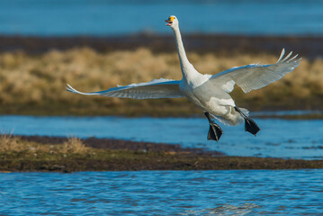 Bewick Swan Isle of Uist, Scotland. United Kingdom