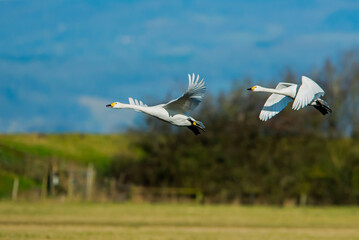 Bewick Swan Isle of Uist, Scotland. United Kingdom