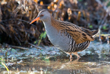 Water Rail - adult bird at a wetland in summer