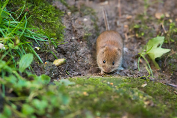 Close up image of a Water Vole in a natural environment. London, England, UK.