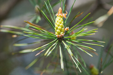 pinus resinosa. young Pineoung tender cones on a pine branch in the forest. Pinus resinosa, Male Pollen Cone, Pinecone, in Early Spring. natural background, medicinal, fragrant needles. Close-up Pine