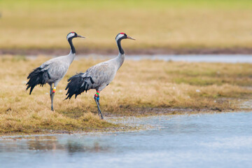 Common crane ( Grus grus ) pair mating