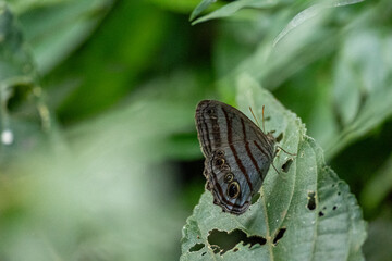 Mittelamerika Honduras, El Salvador, Wilde Tiere, Natur, Pflanzen, Reisen, Travel