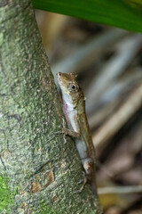 Fototapeta premium Getarnte braune Echse (Anolis) am Baumstamm