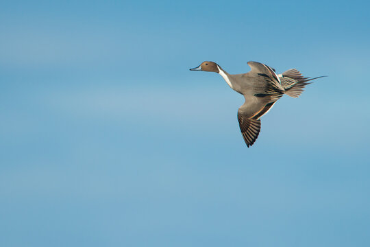 Northern Pintail duck in flight against a clear blue sky