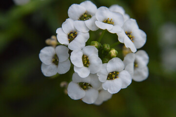 white and yellow flowers