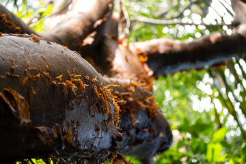 Mittelamerika Honduras, El Salvador, Wilde Tiere, Natur, Pflanzen, Reisen, Travel