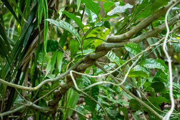 Mittelamerika Honduras, El Salvador, Wilde Tiere, Natur, Pflanzen, Reisen, Travel