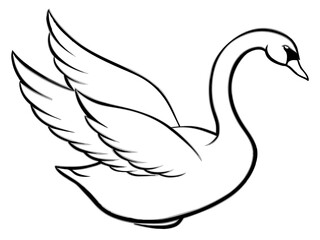 Fototapeta premium A graceful swan with spread wings in line art style
