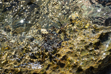 Mittelamerika Honduras, El Salvador, Wilde Tiere, Natur, Pflanzen, Reisen, Travel