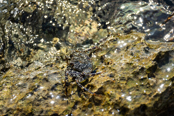 Mittelamerika Honduras, El Salvador, Wilde Tiere, Natur, Pflanzen, Reisen, Travel