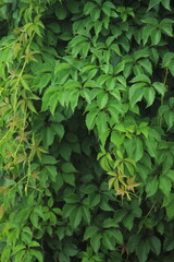 green plant with many leaves