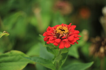 red-yellow flower in a green garden