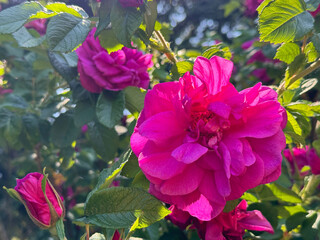 Fototapety na wymiar - Fototapeta24.pl