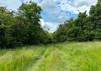 A path cuts through a field of tall green grass, leading towards a small forest, under a partly cloudy sky, and imparts a sense of natural tranquility in, Cottingley, Bingley, UK